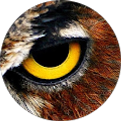 Profile photo of Owl Eye
