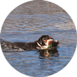 Profile photo of Matthew Cross