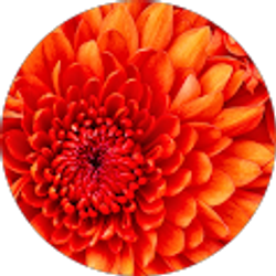 Profile photo of Moira Sweazey