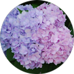 Profile photo of Amy Mangat (Kazagari)