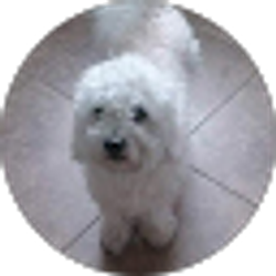 Profile photo of Gregoria Evaristo