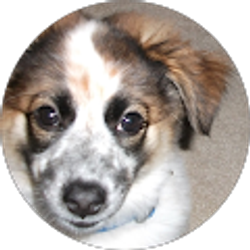 Profile photo of Ronald Bein