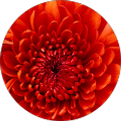 Profile photo of Reynoldo “Rey Acewall” Wallace