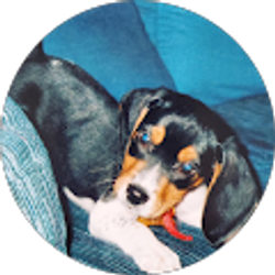 Profile photo of Chaotic Beagle Entertainment