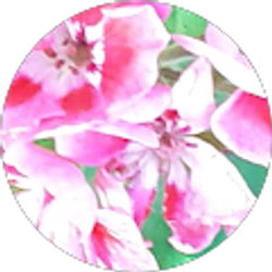 Profile photo of Catherine Rose