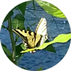 Profile photo of Ava V