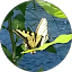 Profile photo of Ava V
