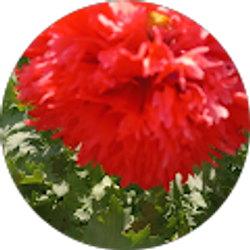 Profile photo of Sarah Lynn Poff