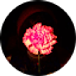 Profile photo of Mitten Lynn