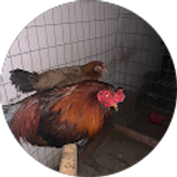 Profile photo of Daniel Najar