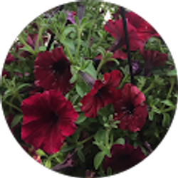 Profile photo of Susan Chang