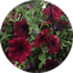 Profile photo of Susan Chang