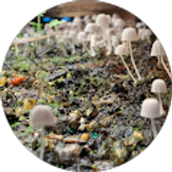 Profile photo of emol hen