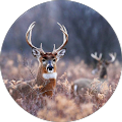 Profile photo of Briana Harrelson