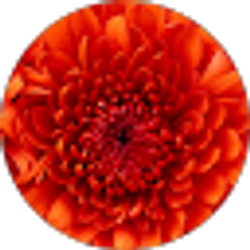 Profile photo of Ayanna Woods