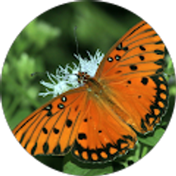 Profile photo of David Grossblat