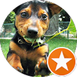 Profile photo of Dixie Writer