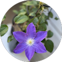 Profile photo of Brook Brewer