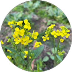 Profile photo of humana sultana