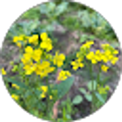 Profile photo of humana sultana