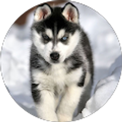 Profile photo of Roma Giorgobiani