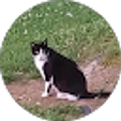 Profile photo of Applepie 1983