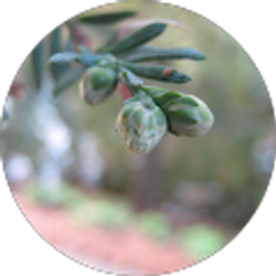 Profile photo of C F