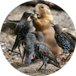 Profile photo of mitch berger