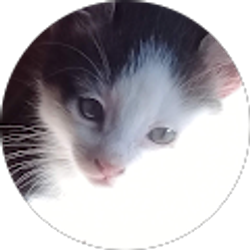 Profile photo of Planetary Tapestry