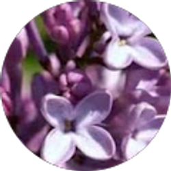 Profile photo of Susan Taylor