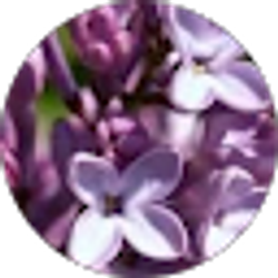 Profile photo of Susan Taylor