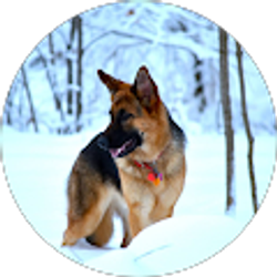 Profile photo of Mark Kareken