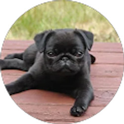 Profile photo of Precious Isidro