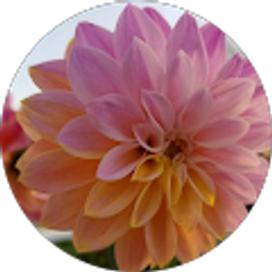 Profile photo of Jolene Short