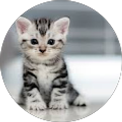 Profile photo of Aimee DeRogatis