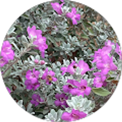 Profile photo of Therese DeMouy