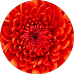 Profile photo of Stephanie Collins