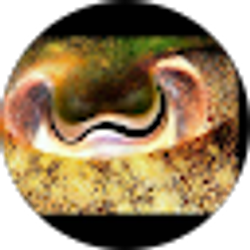 Profile photo of Kevin Ward