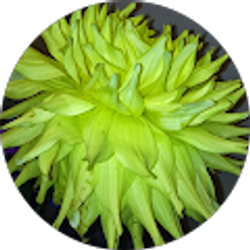 Profile photo of Rae Hagerman