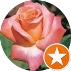 Profile photo of Sundus Sattar