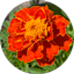 Profile photo of Zackary Dennis