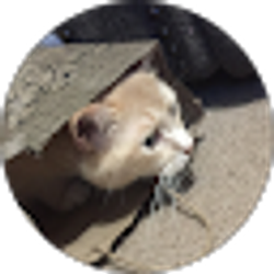 Profile photo of Woven