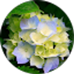 Profile photo of betty farley