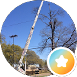 Profile photo of BDC Tree Service