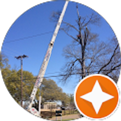 Profile photo of BDC Tree Service
