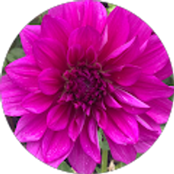 Profile photo of Samantha Fife