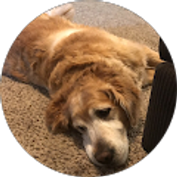 Profile photo of M L