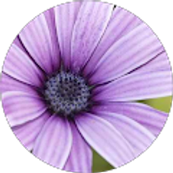 Profile photo of Mary Vesely