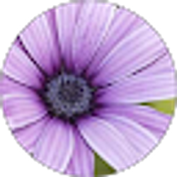 Profile photo of Mary Vesely