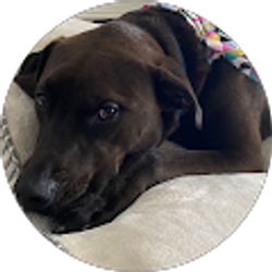 Profile photo of Camilo Lizarralde